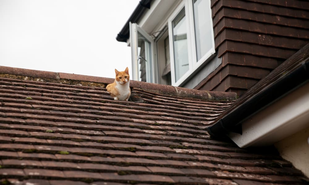 A ginger and white cat sits on a sloped damaged roof made of brown shingles.
